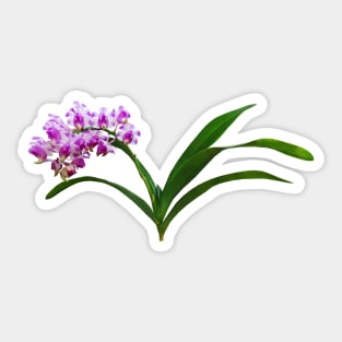 Orchids - Aerides Lawrenciae X Odorata Orchid Sticker